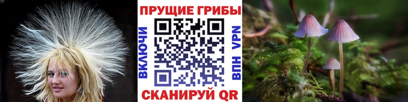 наркошоп  Лесной  Галлюциногенные грибы мухоморы 
